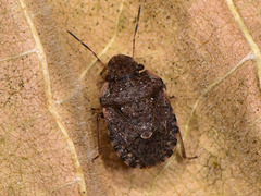 Sciocoris sideritidis