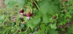 Ribes californicum