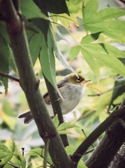 Zosterops lateralis lateralis