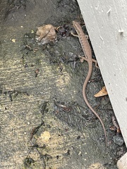 Elgaria multicarinata multicarinata