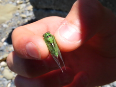 Kikihia paxillulae