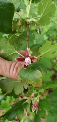 Ribes californicum