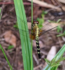 Erythrodiplax unimaculata