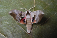 Smerinthus saliceti