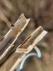 Antistrophus