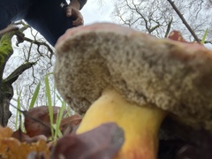 Xerocomellus dryophilus