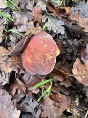 Xerocomellus dryophilus