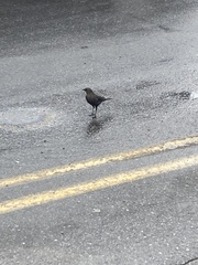 Euphagus cyanocephalus