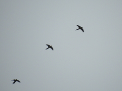 Ognorhynchus icterotis