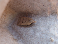 Dichomeris ventrellus