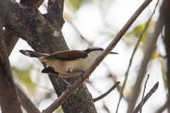 Campylorhynchus chiapensis