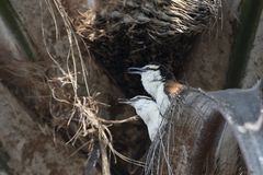 Campylorhynchus chiapensis