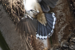 Campylorhynchus chiapensis