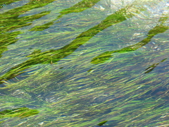 Zostera muelleri