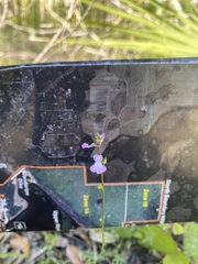 Nuttallanthus canadensis