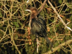 Microcarbo pygmaeus