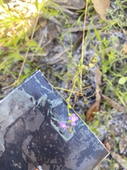 Nuttallanthus canadensis