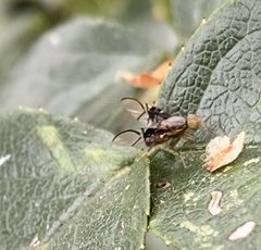 Anomoia purmunda