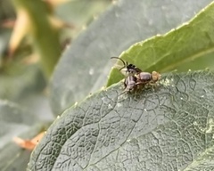 Anomoia purmunda