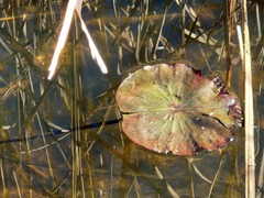 Nelumbo lutea