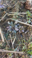 Draba verna