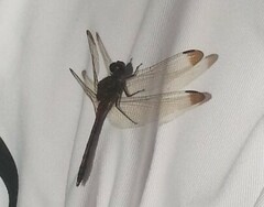 Sympetrum infuscatum