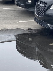 Euphagus cyanocephalus