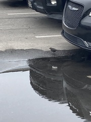 Euphagus cyanocephalus