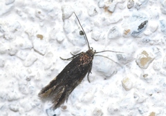 Aproaerema anthyllidella