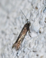 Aproaerema anthyllidella