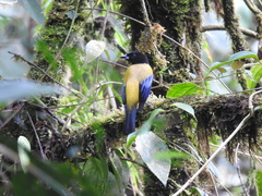 Anisognathus notabilis