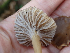 Craterellus cinereus