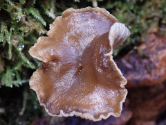 Craterellus cinereus