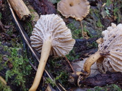 Craterellus cinereus