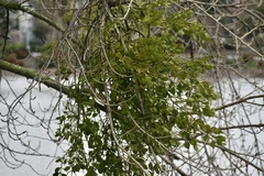 Phoradendron macrophyllum