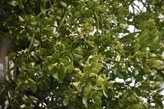 Phoradendron macrophyllum