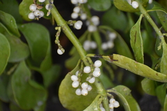 Phoradendron macrophyllum