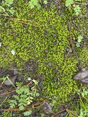 Scytinium palmatum