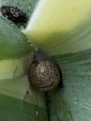 Helminthoglypta walkeriana