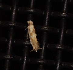 Erechthias citrinopa