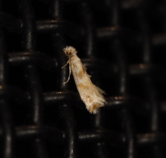 Erechthias citrinopa