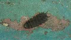 Dasysyrphus