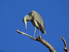 Ardea cinerea