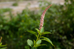 Phytolacca heterotepala