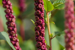 Phytolacca heterotepala