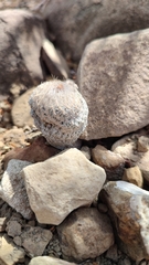 Epithelantha