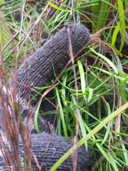 Heliophila linearis linearifolia