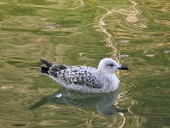 Larus michahellis