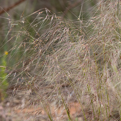Austrostipa eremophila