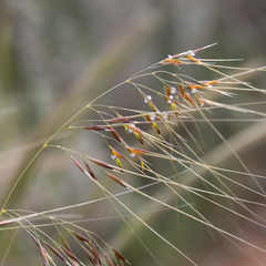 Austrostipa eremophila